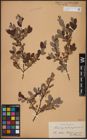Foto von Salix aurita L. x Salix myrtilloides L.